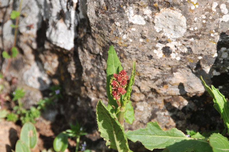 Pianta da identificare 1 - Rumex sp.